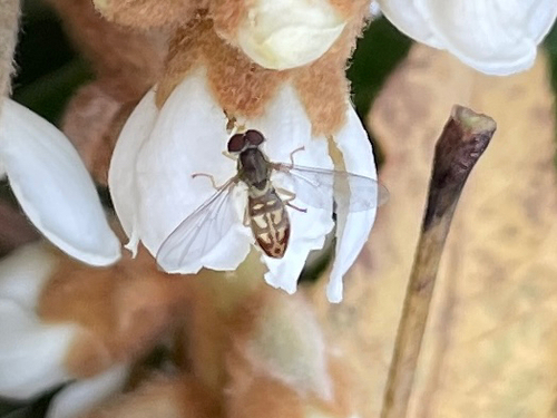 Unknown species found near South Carolina, US