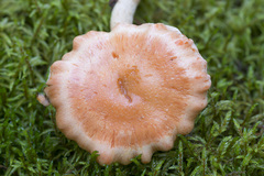 Rhodocybe gemina