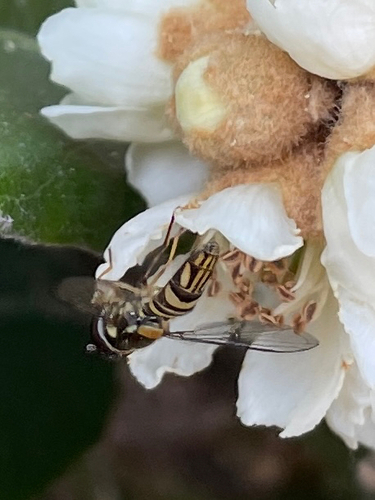 Unknown species found near South Carolina, US