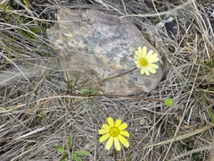 Mark Anderson, CC BY-SA, iNaturalist via GBIF Ranunculus verticillatus, photograph Mark Anderson, CC BY-SA, iNaturalist via GBIF