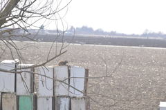 Otospermophilus beecheyi