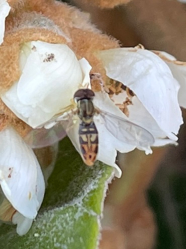Unknown species found near South Carolina, US
