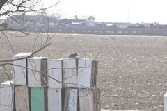 Otospermophilus beecheyi