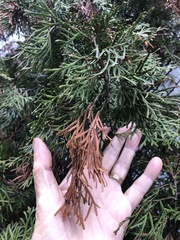 Pestalotiopsis funerea