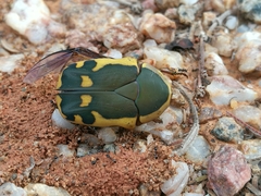 Pachnodella impressa