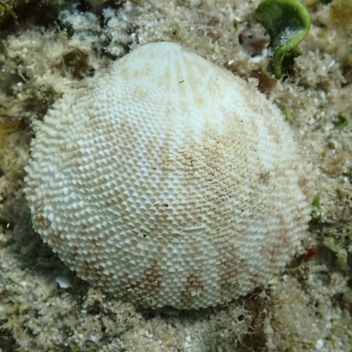 Tellina observed 2025-11-27