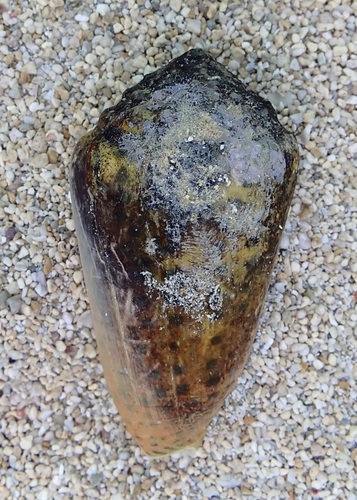Conus pulicarius observed 2025-11-27
