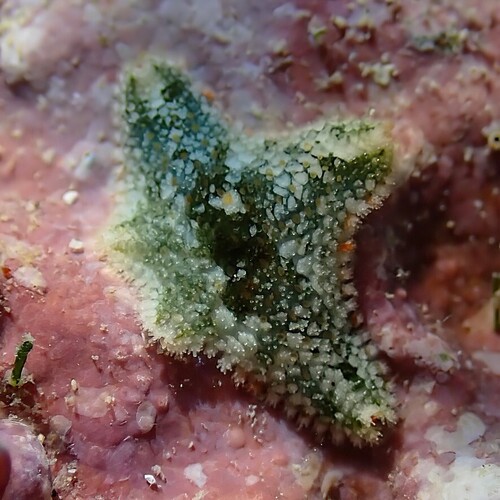 Aquilonastra anomala observed 2025-11-27