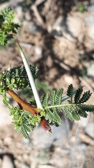 Vachellia tortilis