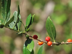 Tricalysia