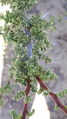 Vachellia tortilis