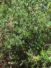 Tricalysia