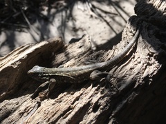 Uta stansburiana elegans