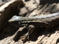 Uta stansburiana elegans