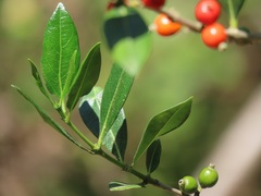 Tricalysia
