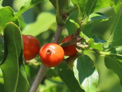 Tricalysia