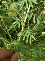 Indigofera zeyheri
