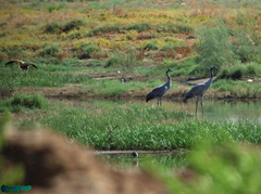 Pterocles orientalis