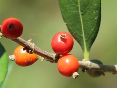 Tricalysia