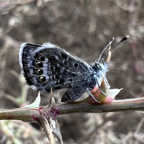 Western Pygmy-Blue photo 4
