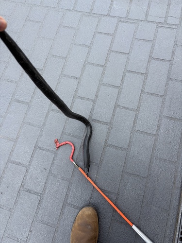 Red-bellied Black Snake sighting