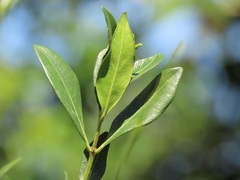 Tricalysia