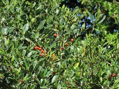 Tricalysia