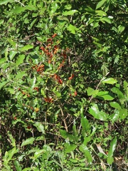 Tricalysia
