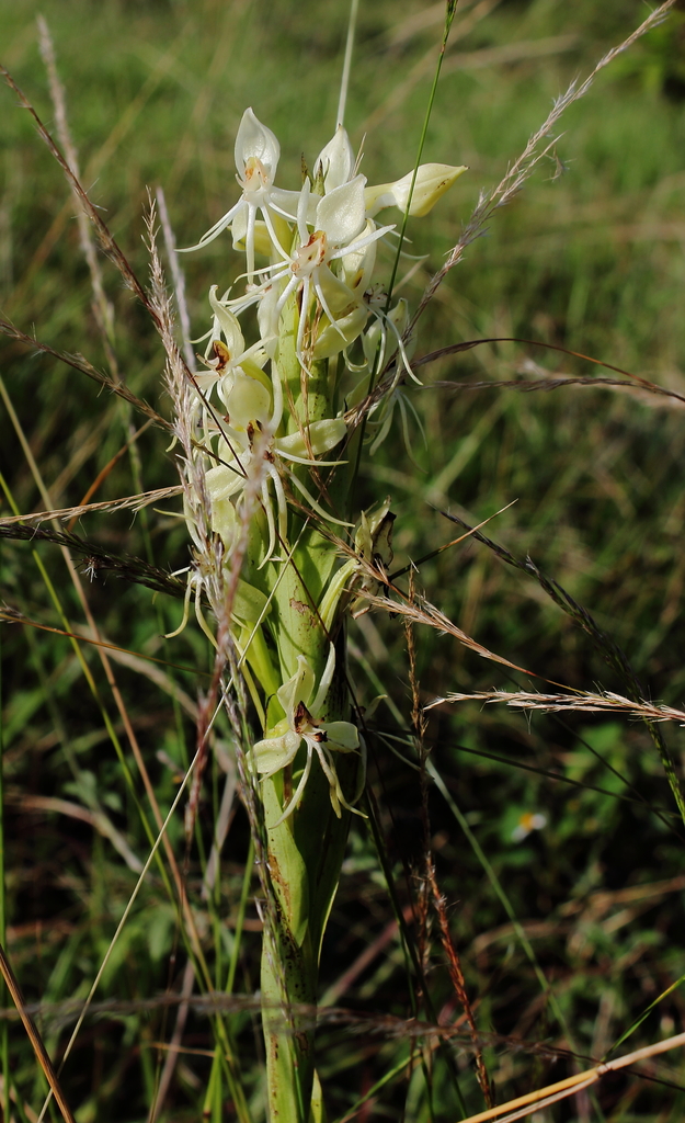 Habenaria pringlei