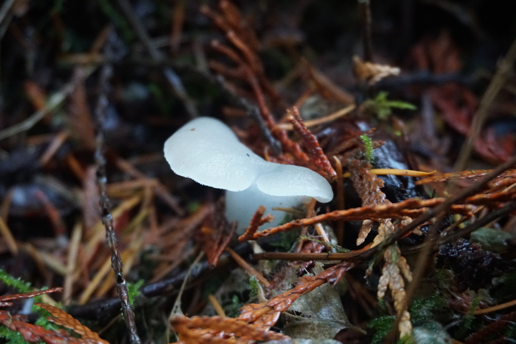 Pseudohydnum gelatinosum · November 2025 · photo: © murray39 (iNaturalist, cc-by)