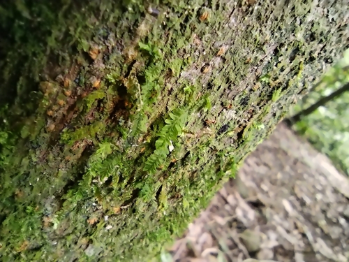 Neckeropsis disticha observed 2025-11-28