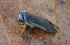 Callicorixa praeusta
