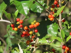 Tricalysia