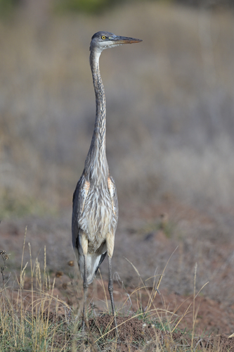 Great Blue Heron photographed in Arizona