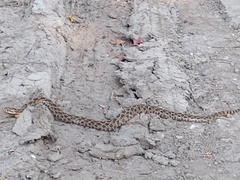Crotalus polystictus