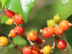 Tricalysia