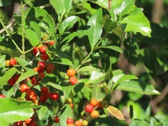 Tricalysia