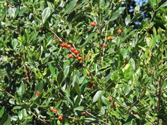 Tricalysia