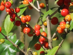 Tricalysia