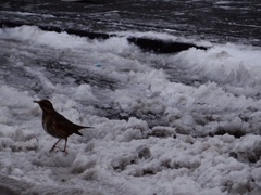 Turdus iliacus coburni