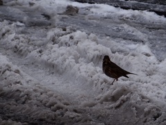 Turdus iliacus coburni