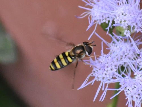 Unknown species found near Universal City, TX 78148, USA