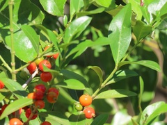 Tricalysia