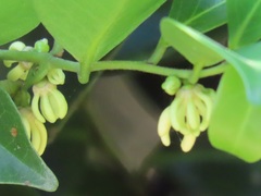 Artabotrys monteiroae