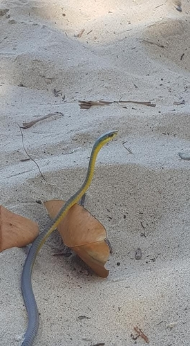 Common Tree Snake sighting