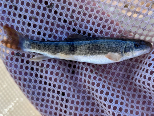 Bergzuigkarper (Catostomus platyrhynchus) — Catostomidae — 2