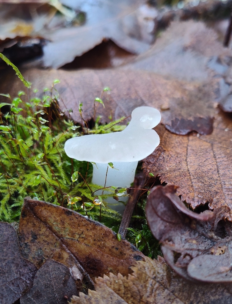 Pseudohydnum gelatinosum · November 2025 · photo: © stillandrew (iNaturalist, cc-by)