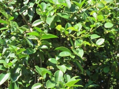 Artabotrys monteiroae