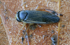 Callicorixa praeusta