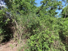 Tricalysia